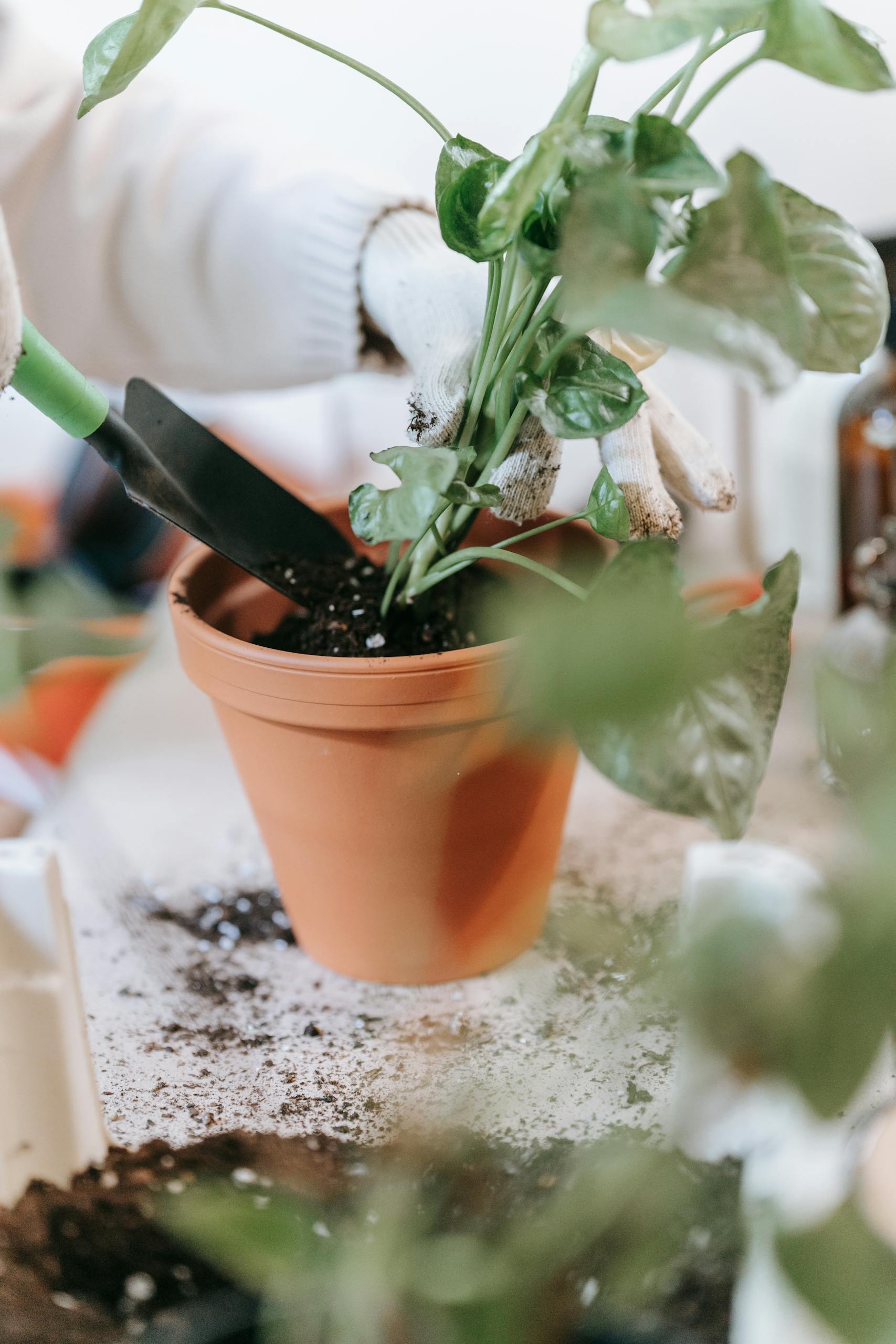 Close-up of a person planting a houseplant in a clay pot using a trowel. Indoor home gardening.