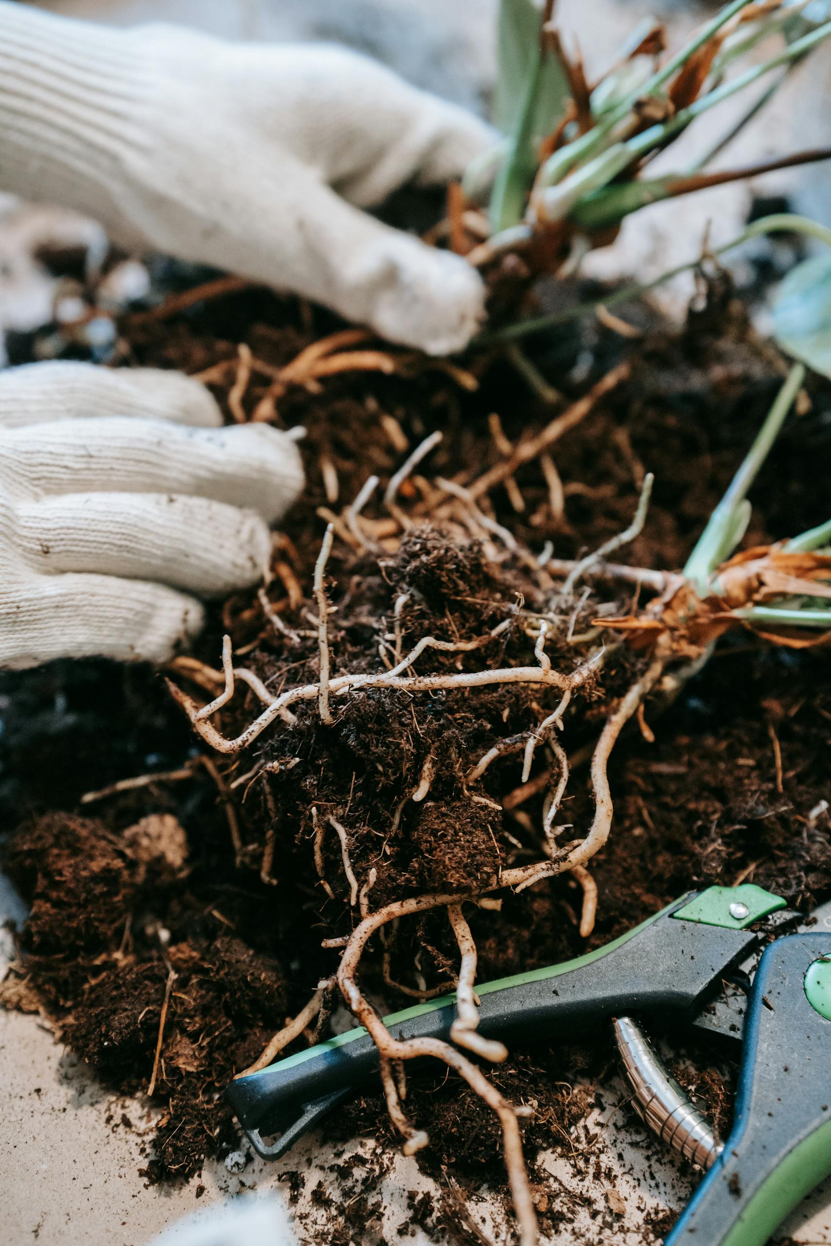 Close-up of hands with gloves replanting seedlings with roots in rich soil.
